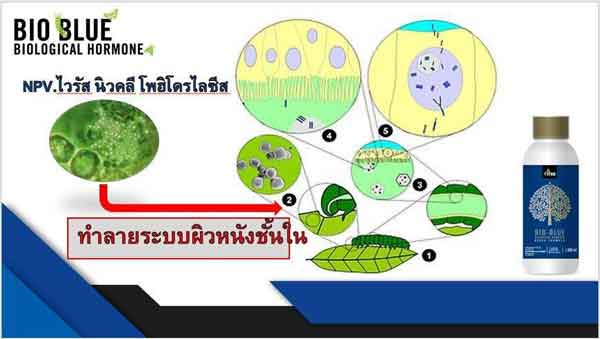 4tree-bioblue