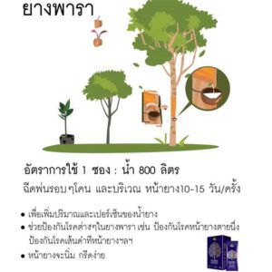 4tree-ยางพารา-