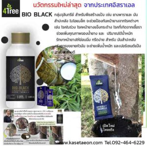 4tree-ยางพารา