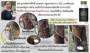 4tree-ยางพารา