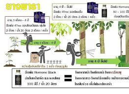 4tree-ยางพารา